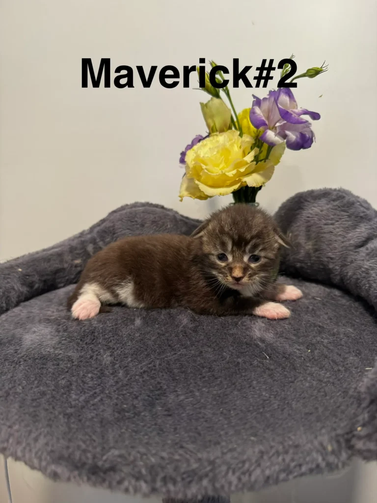 mt-haven-cats-new-babies-maverick-#2-003