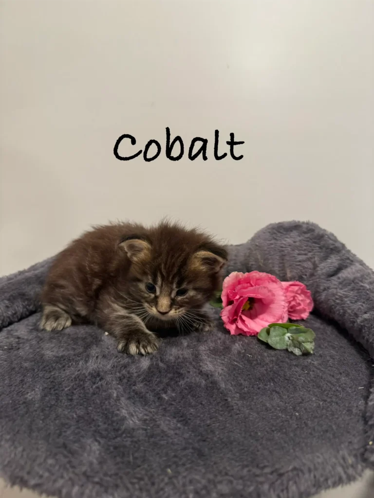 mt-haven-cats-new-kittens-cobalt-001