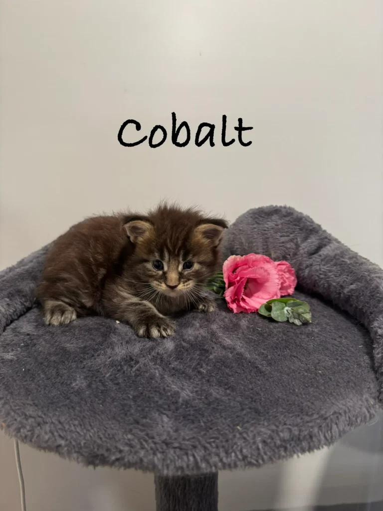 mt-haven-cats-new-kittens-cobalt-002