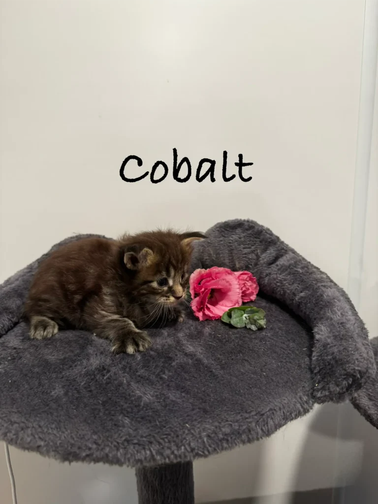 mt-haven-cats-new-kittens-cobalt-003