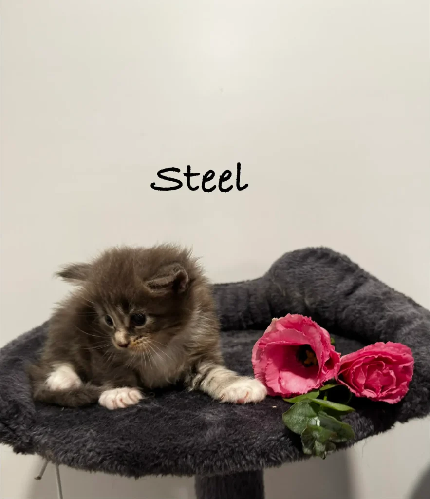 mt-haven-cats-new-kittens-steel-001