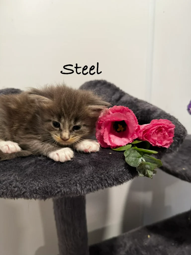 mt-haven-cats-new-kittens-steel-002