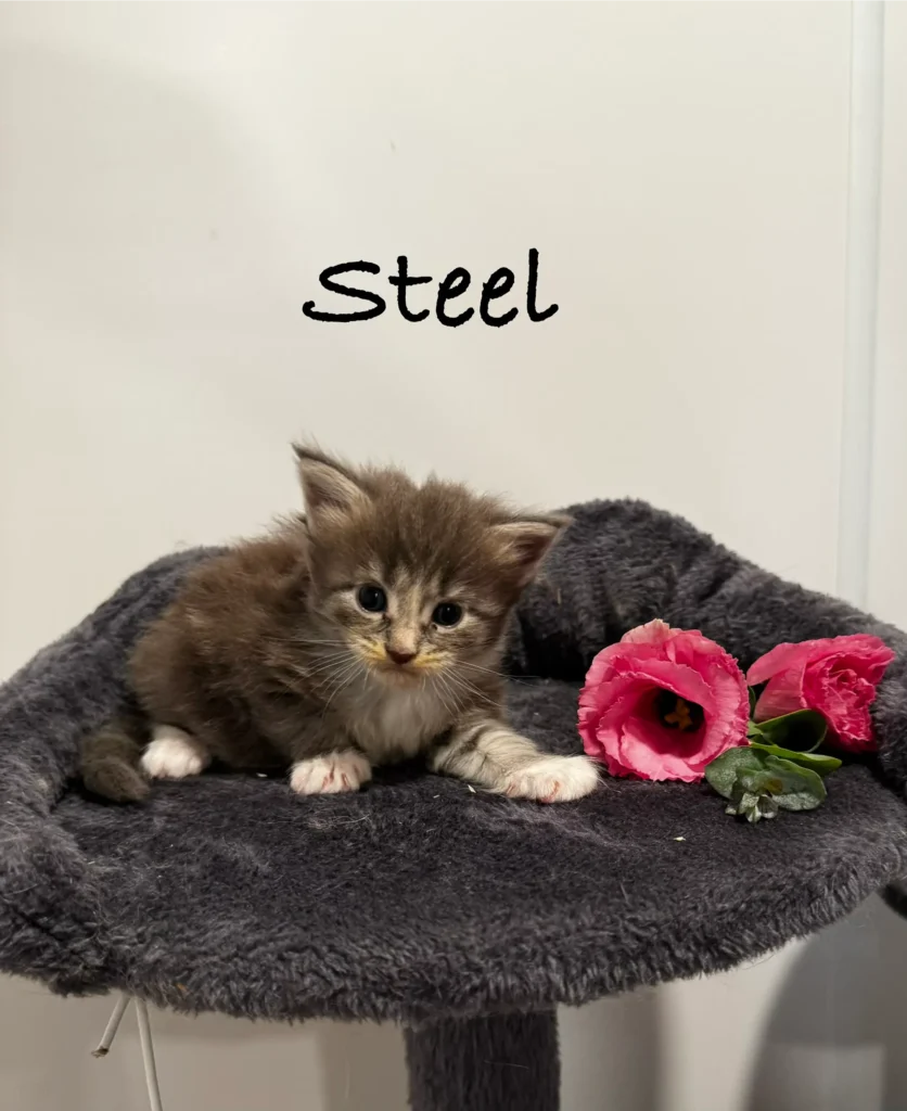 mt-haven-cats-new-kittens-steel-003