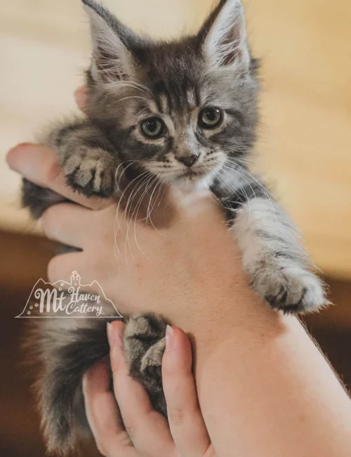 mt-haven-cats-1